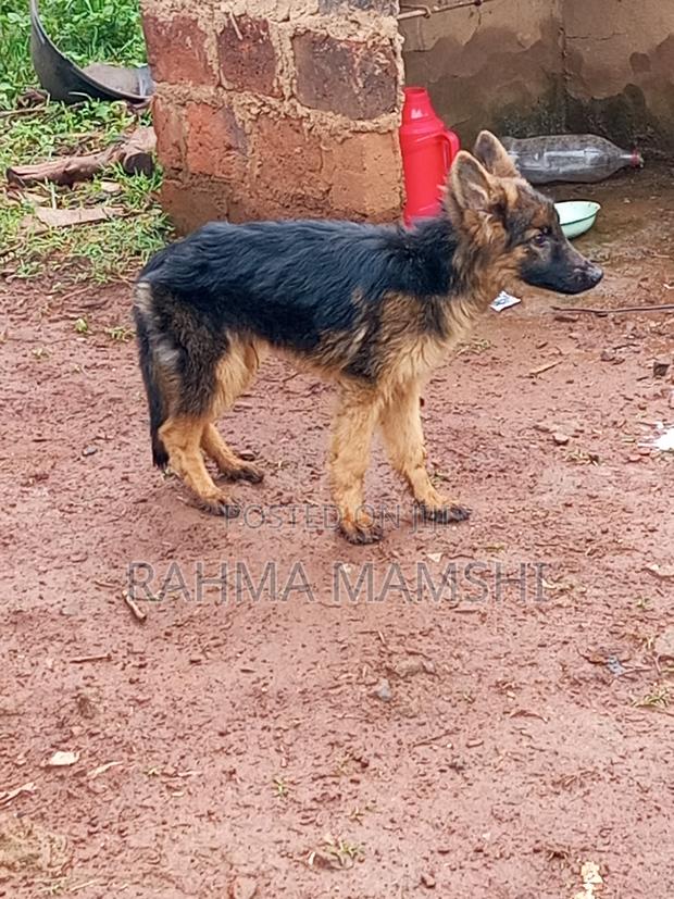 3-6 months Male Purebred German Shepherd - thumbnail 3