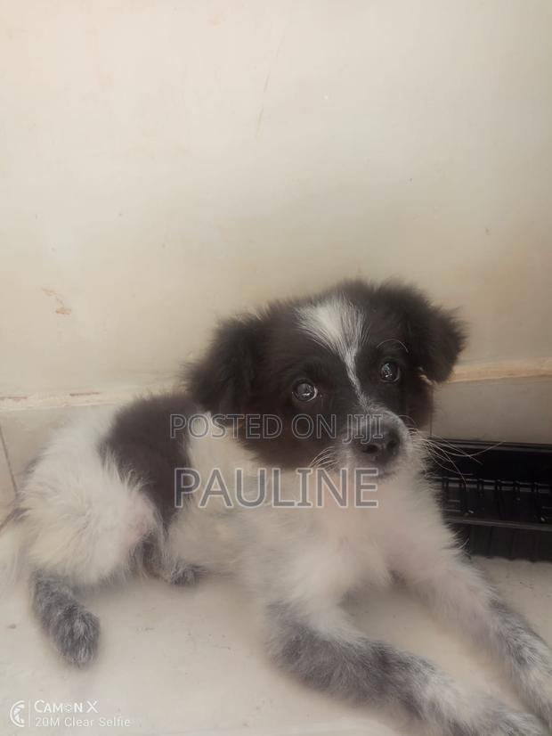 1-3 months Male Purebred Dog