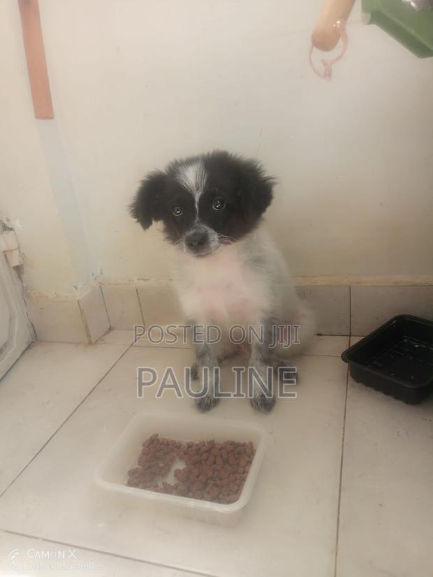 1-3 months Male Purebred Dog - thumbnail 2