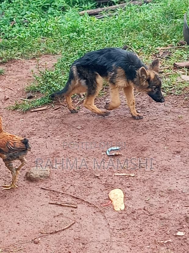 3-6 months Male Purebred German Shepherd - thumbnail 4