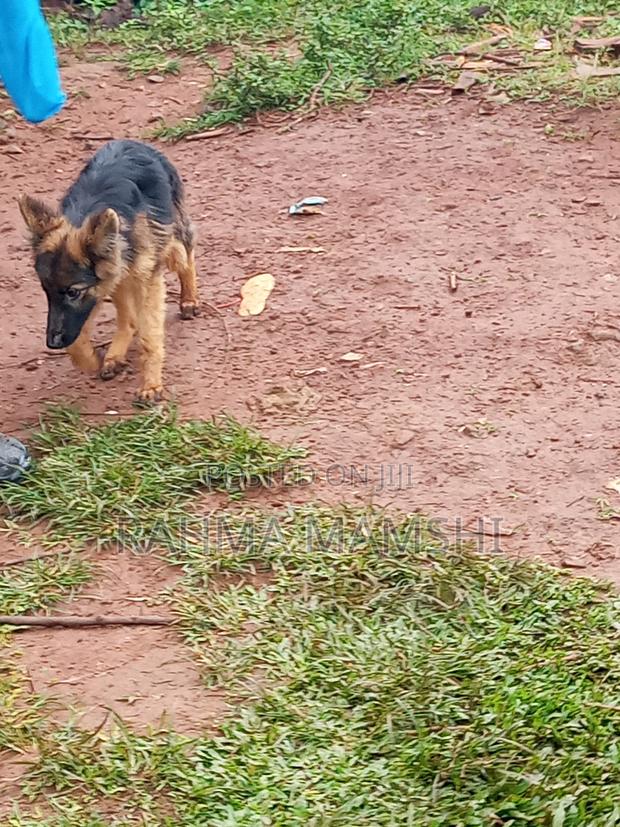 3-6 months Male Purebred German Shepherd - thumbnail 5