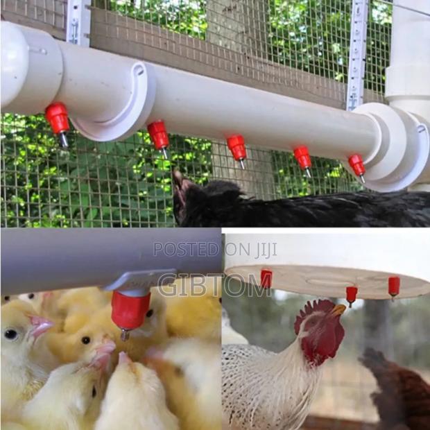 Chicken Nipples
