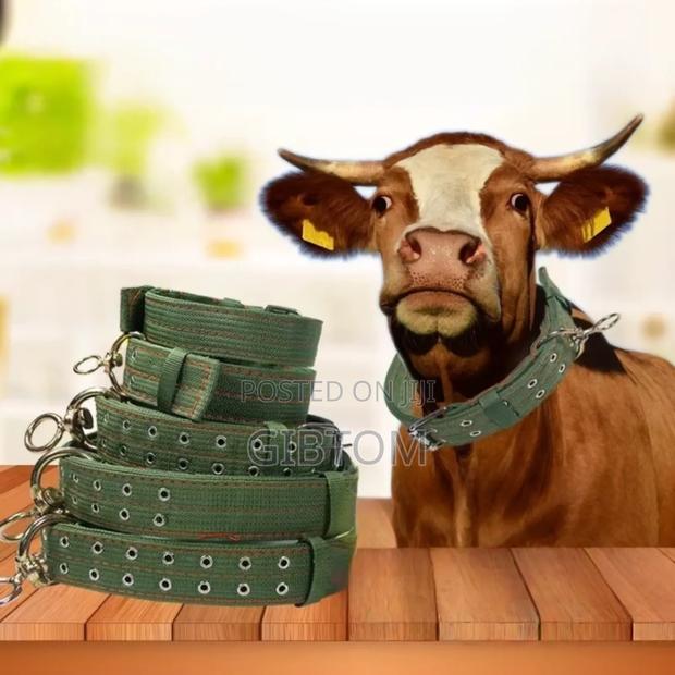 Cow Collars