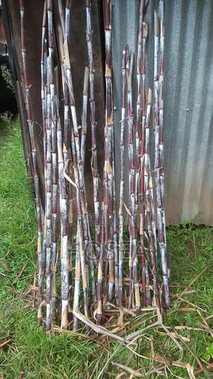 Australian Red Napier Cuttings for Sale