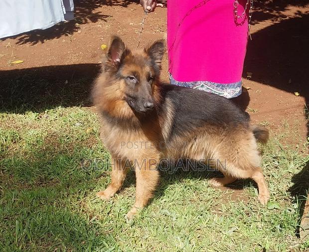 6-12 months Male Purebred German Shepherd - main view