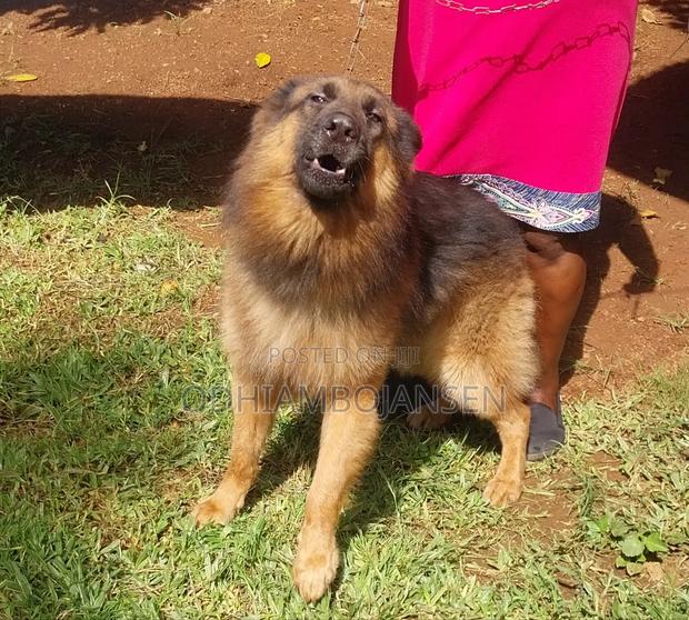 6-12 months Male Purebred German Shepherd - thumbnail 2