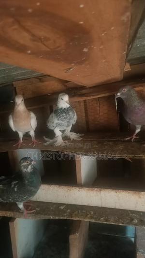 Pigeons for Rehorming - thumbnail 2