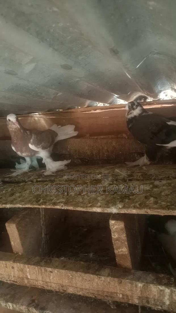 Pigeons for Rehorming - thumbnail 3