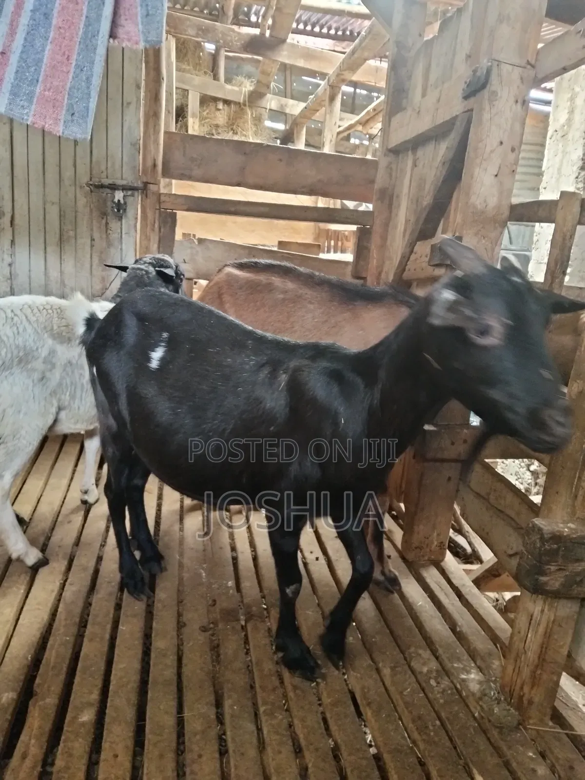 Dairy Goats