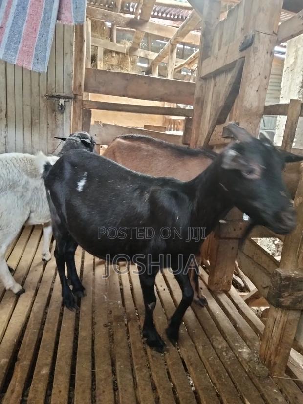 Dairy Goats