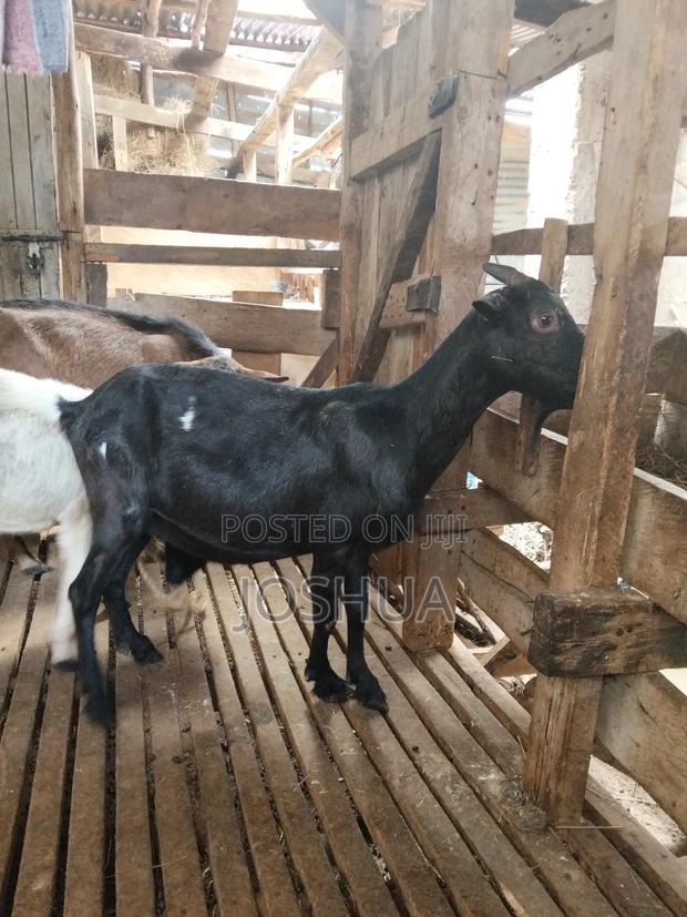 Dairy Goats - thumbnail 2