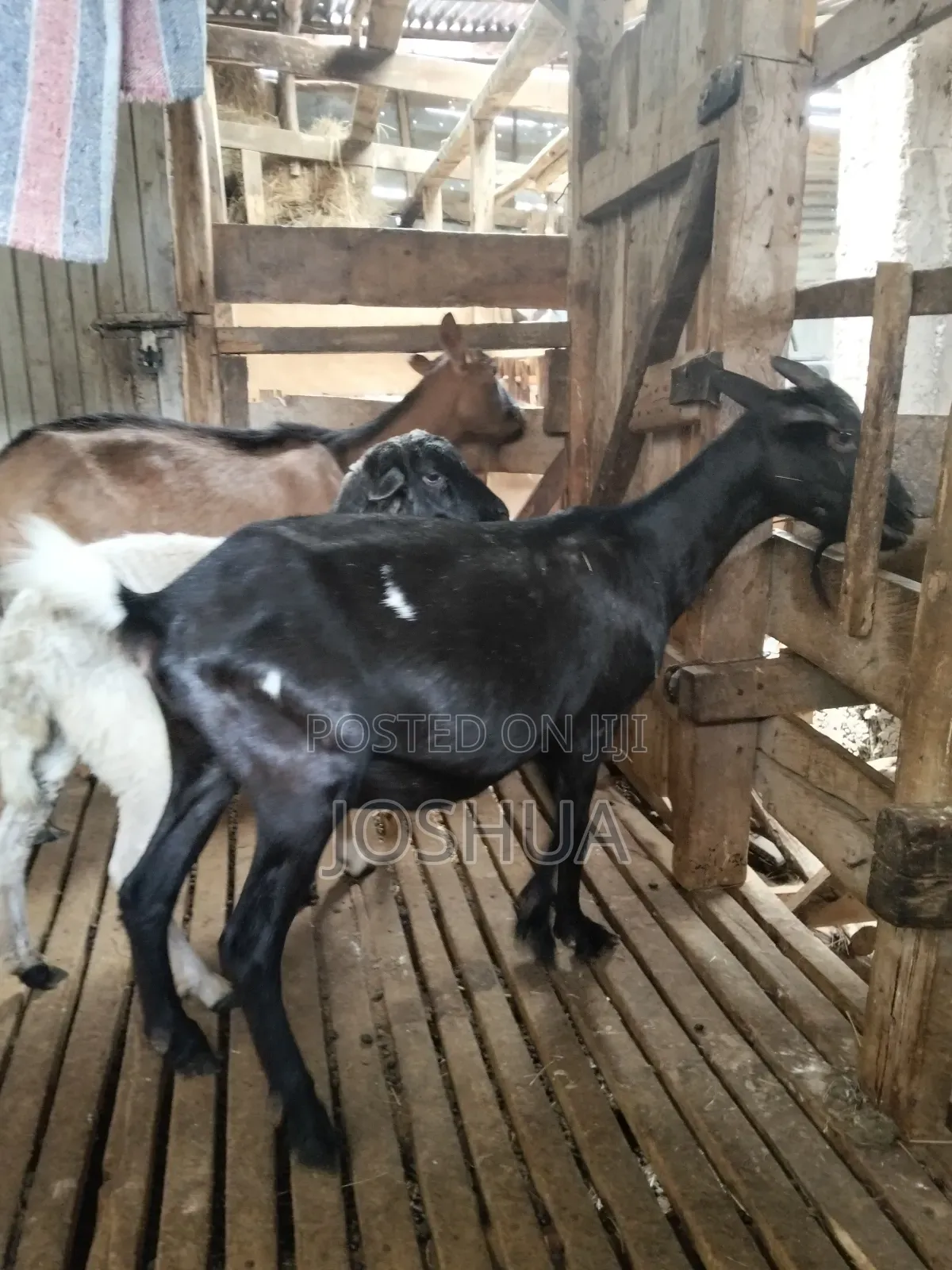 Dairy Goats