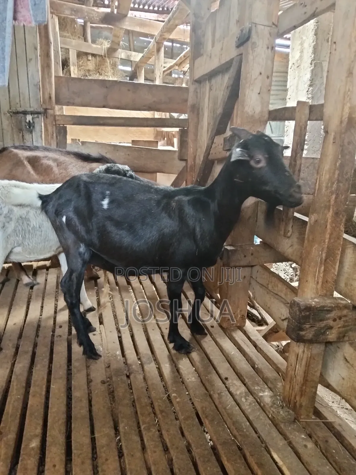 Dairy Goats