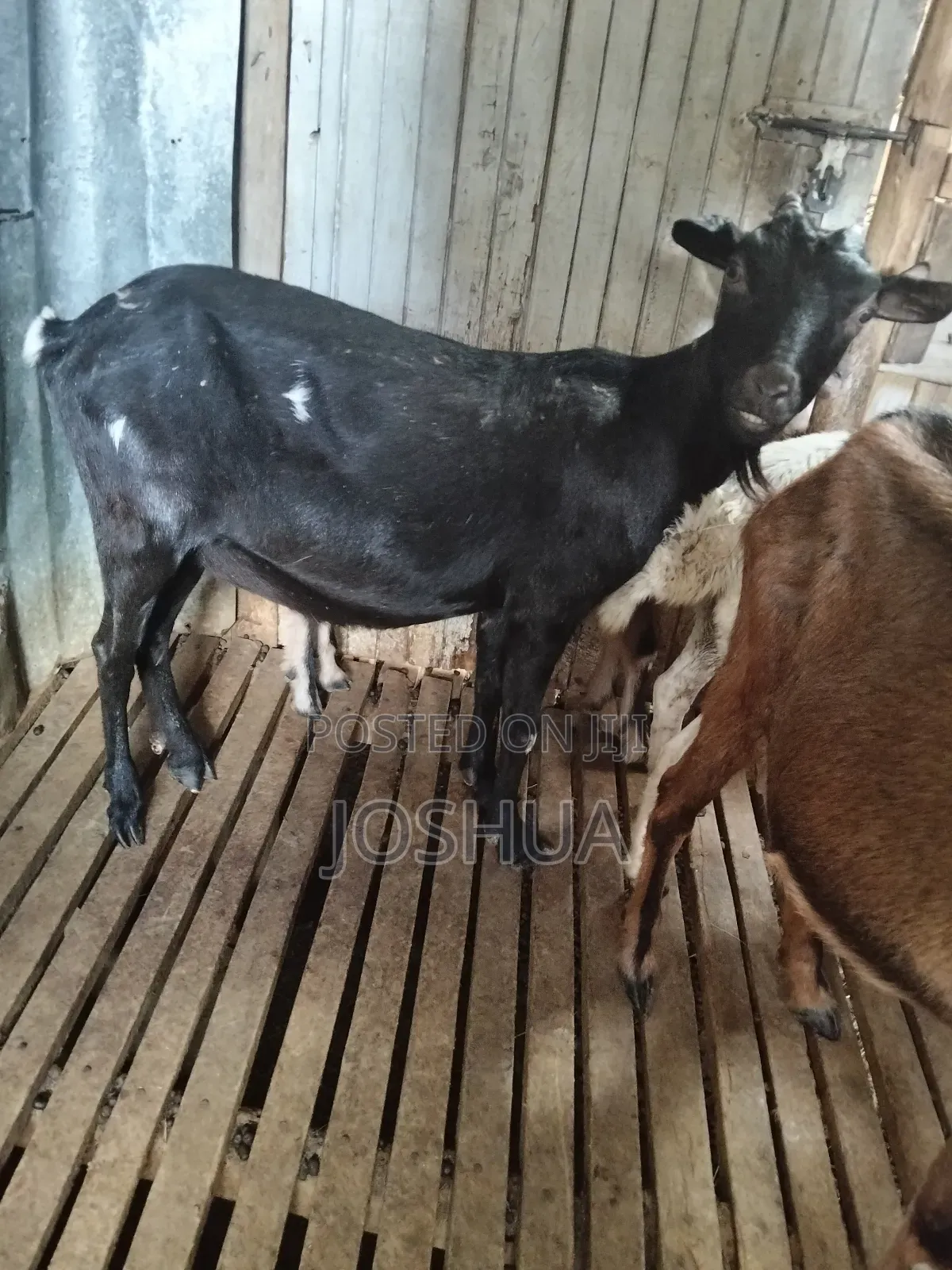 Dairy Goats