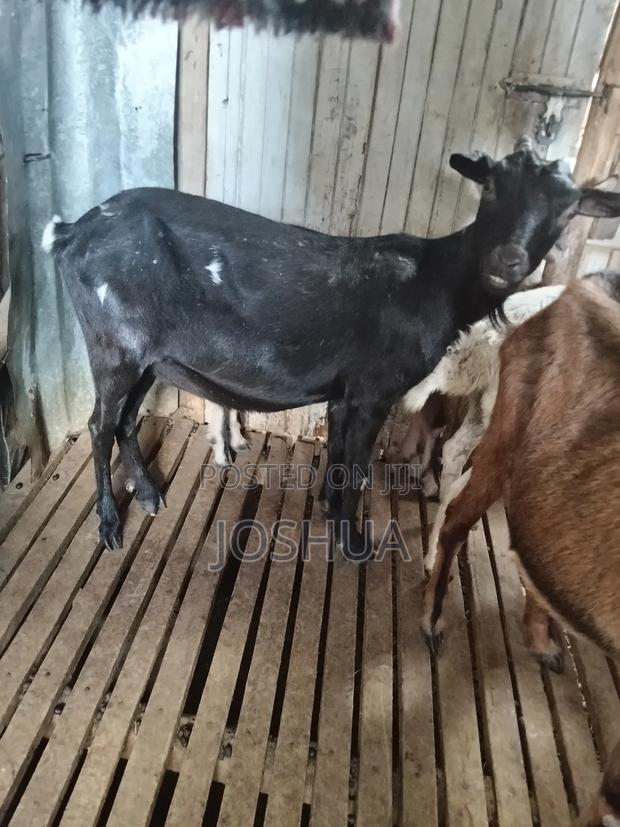 Dairy Goats - thumbnail 6