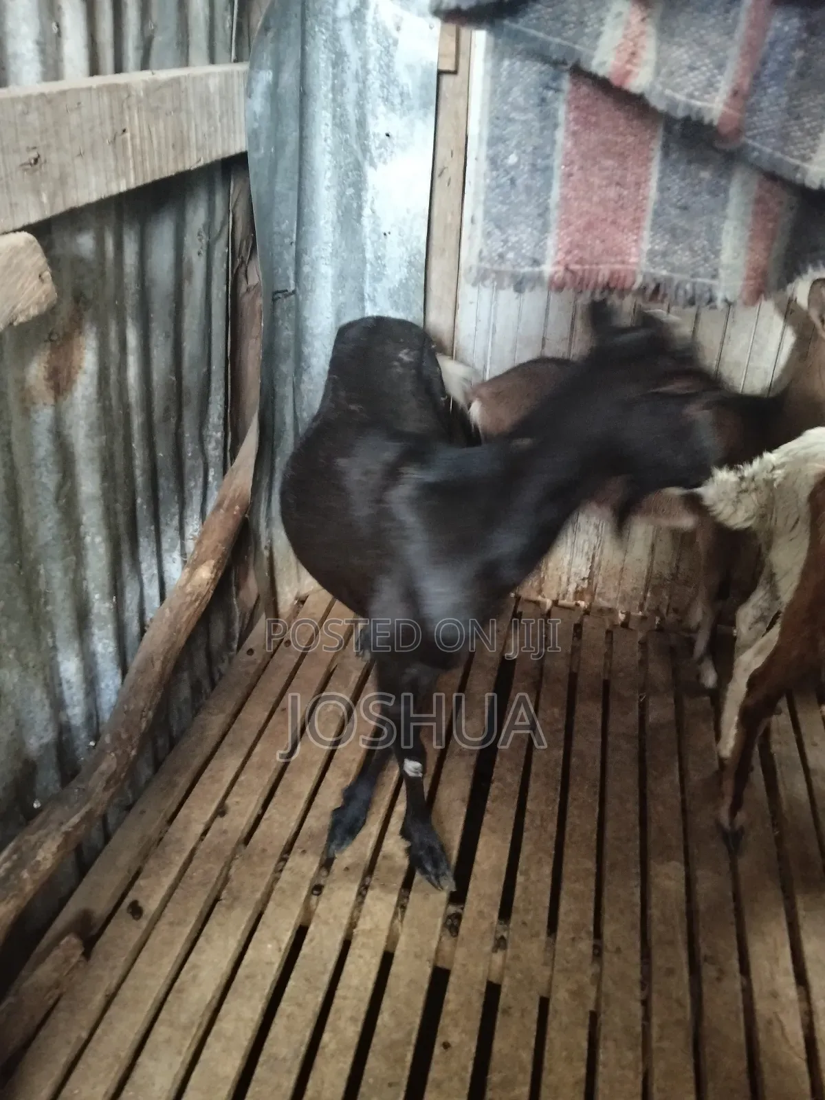 Dairy Goats