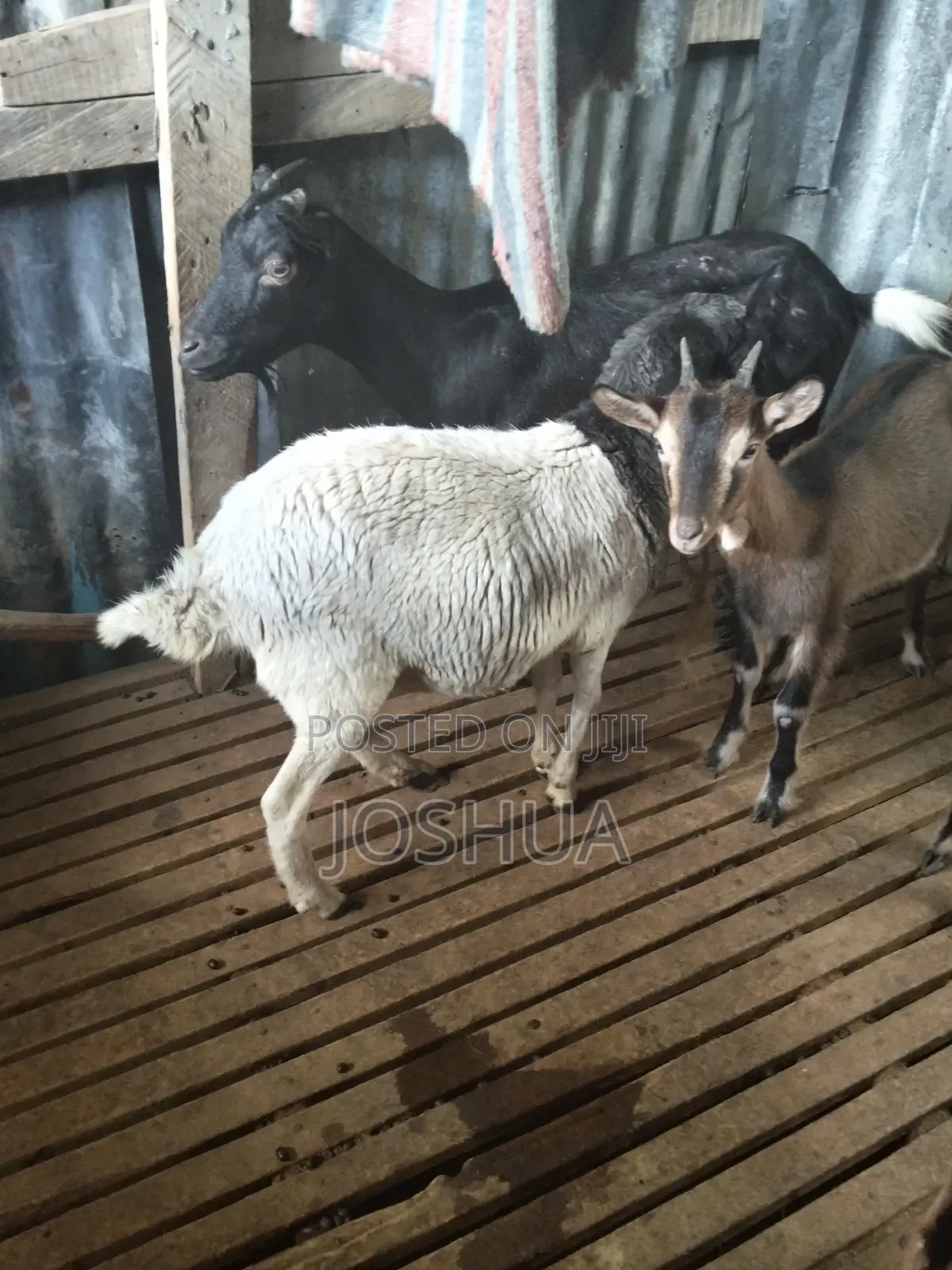 Dairy Goats