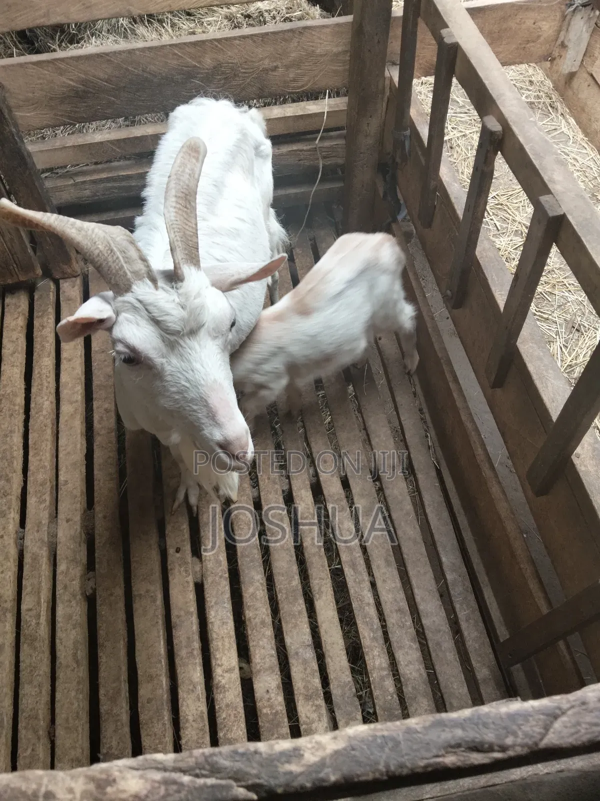 Sheep for Meat.