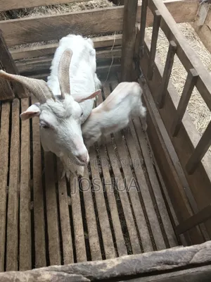 Sheep for Meat.