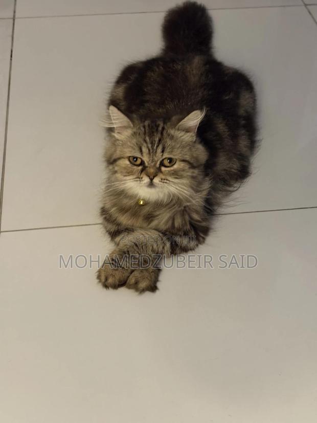 1-3 months Male Purebred Persian - thumbnail 5