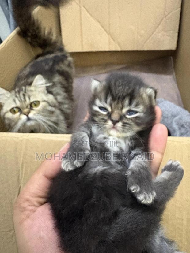 1-3 months Male Purebred Persian - thumbnail 3