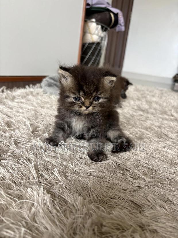 1-3 months Male Purebred Persian - main view