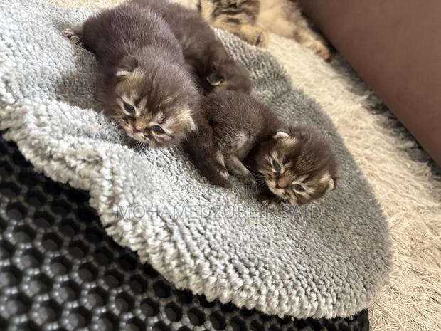 1-3 months Male Purebred Persian - thumbnail 2