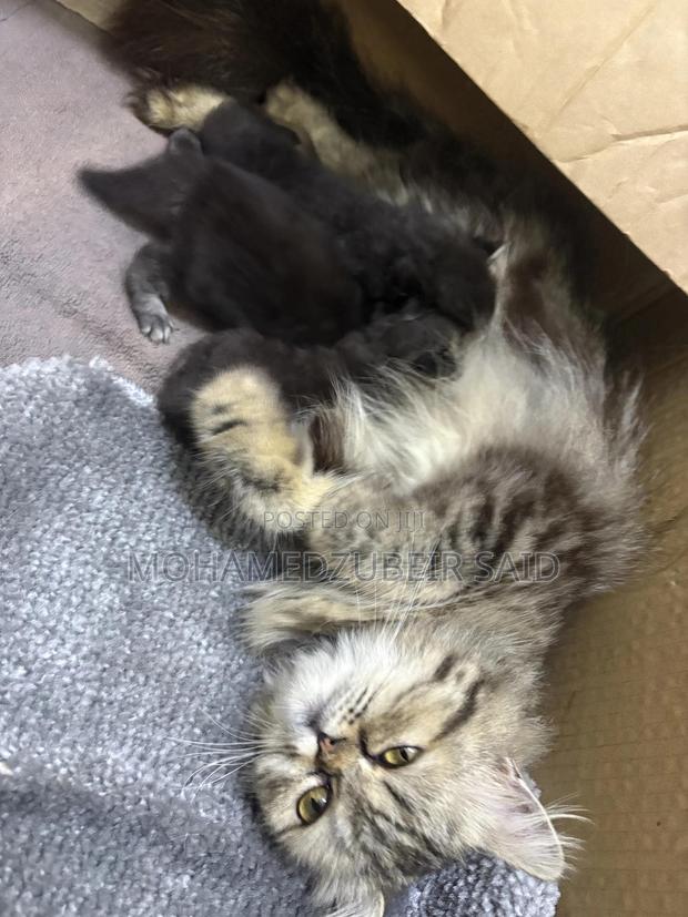 1-3 months Male Purebred Persian - thumbnail 4