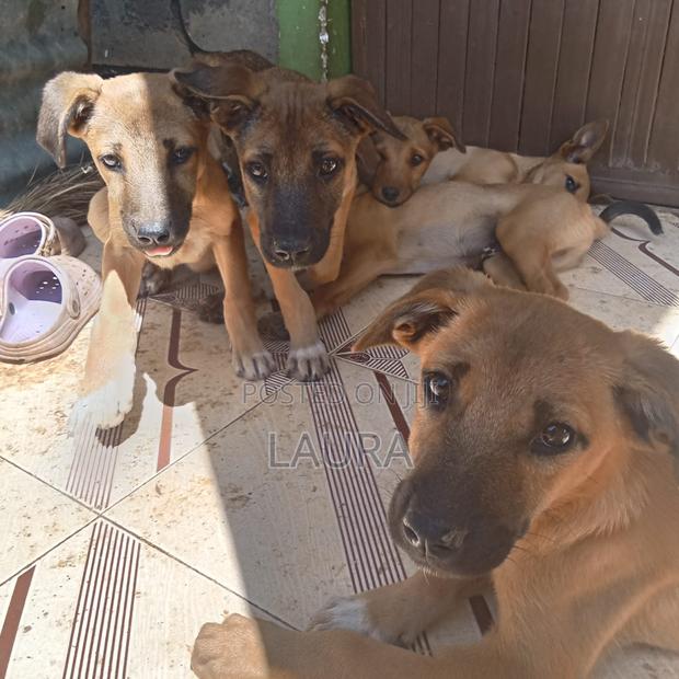 1-3 months Female Mixed Breed Dog - main view