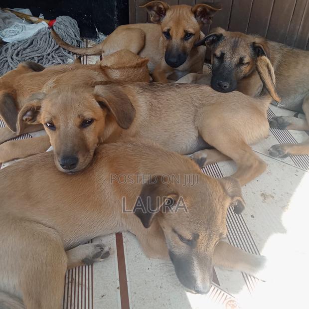 1-3 months Female Mixed Breed Dog - thumbnail 3