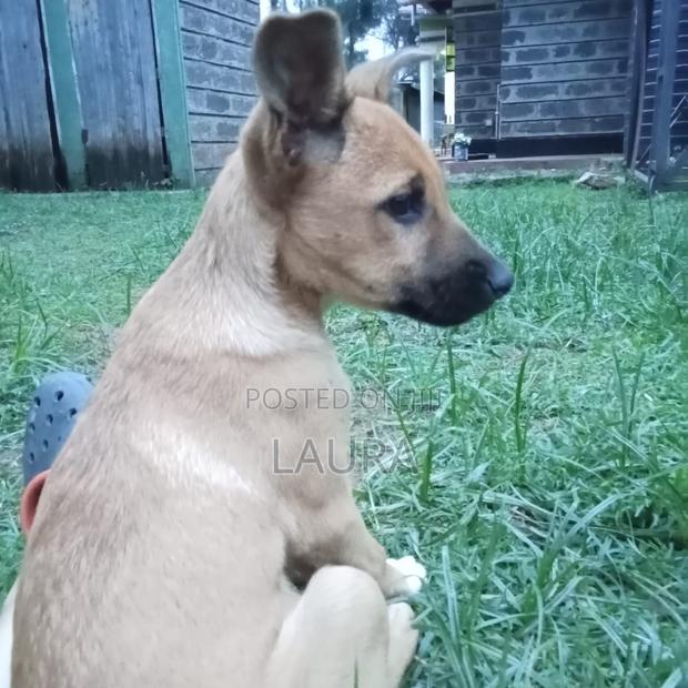 1-3 months Female Mixed Breed Dog - thumbnail 4