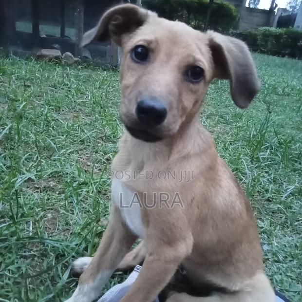 1-3 months Female Mixed Breed Dog - thumbnail 5