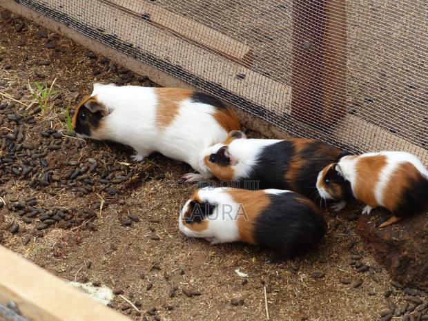 Male Guinea Pigs - main view