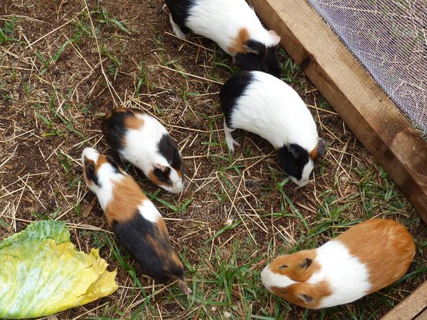 Male Guinea Pigs - thumbnail 3