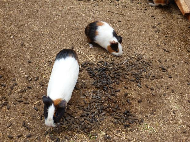 Male Guinea Pigs - thumbnail 4