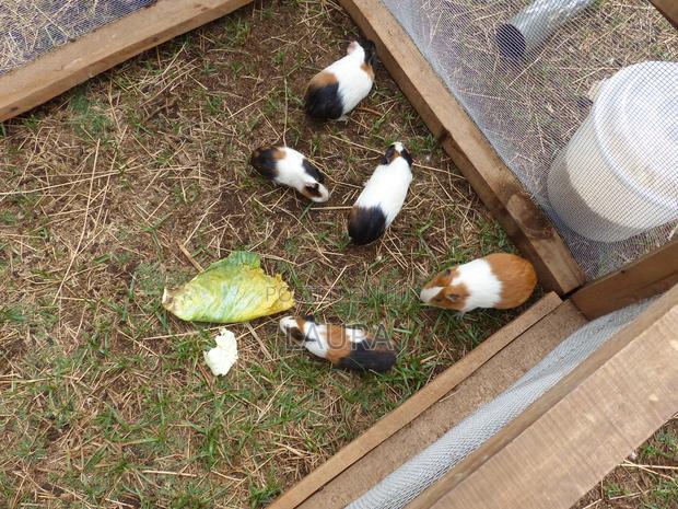 Male Guinea Pigs - thumbnail 6