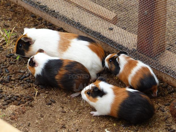 Male Guinea Pigs - thumbnail 5