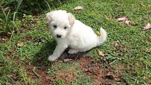 1-3 months Male Purebred Havanese - thumbnail 2