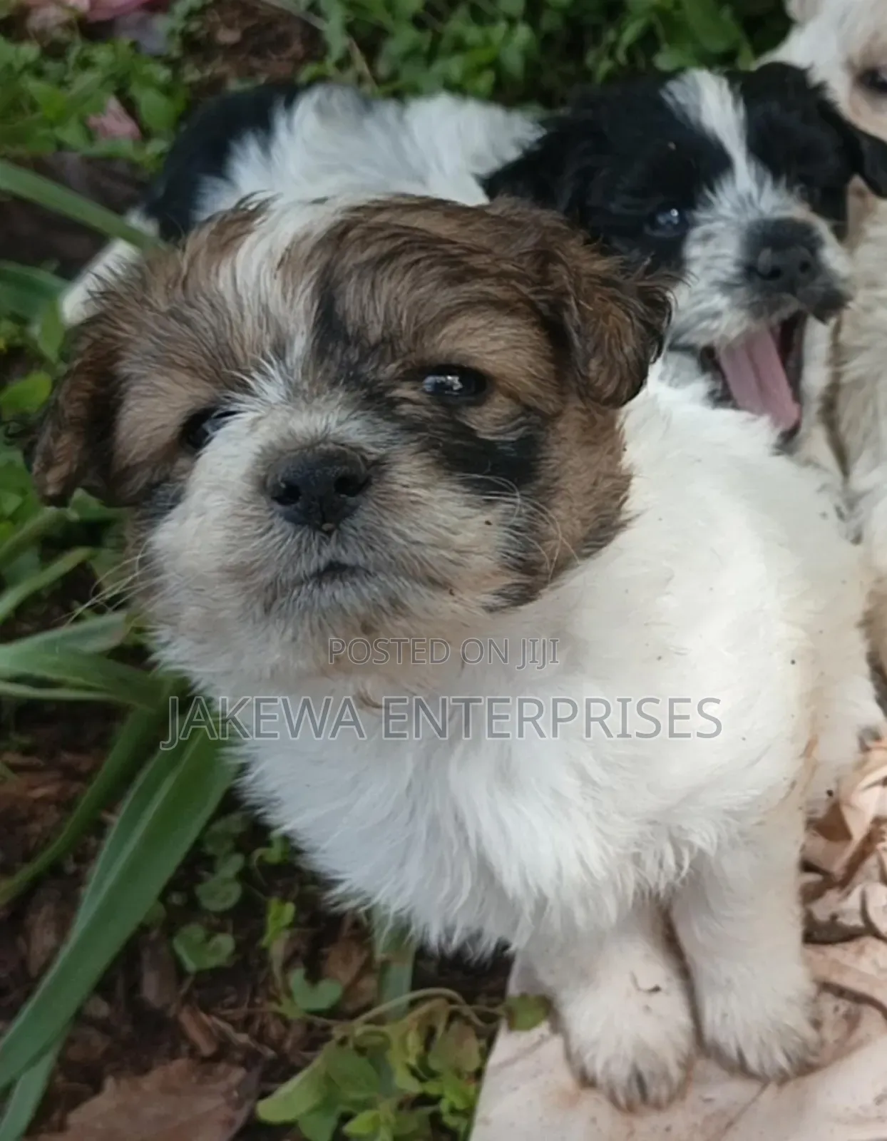 1-3 months Male Purebred Havanese