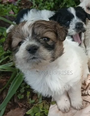 1-3 months Male Purebred Havanese