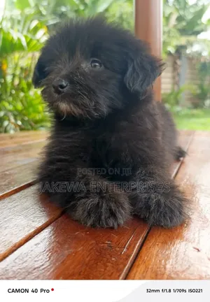 1-3 months Male Purebred Havanese