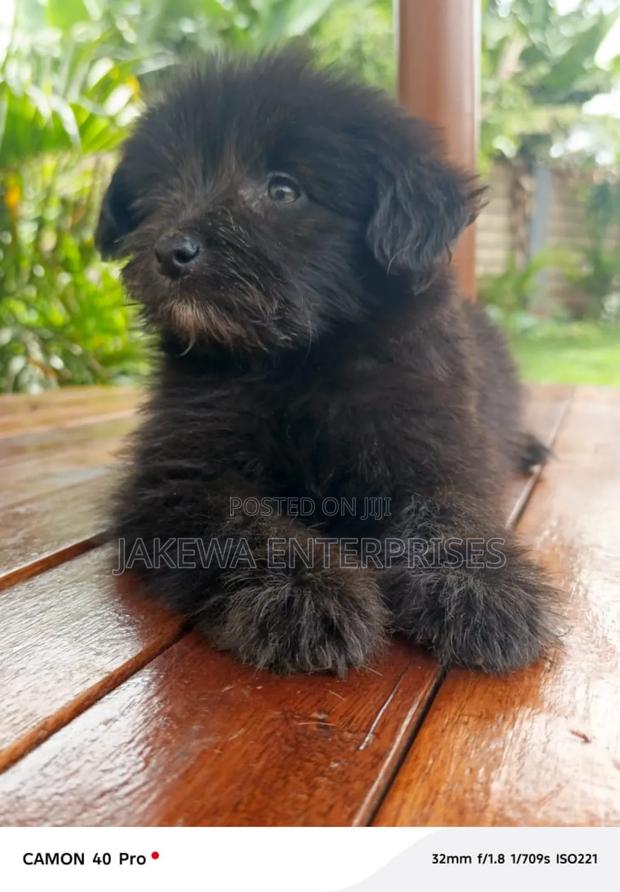 1-3 months Male Purebred Havanese