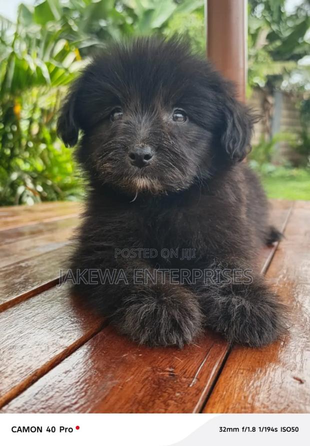 1-3 months Male Purebred Havanese - main view
