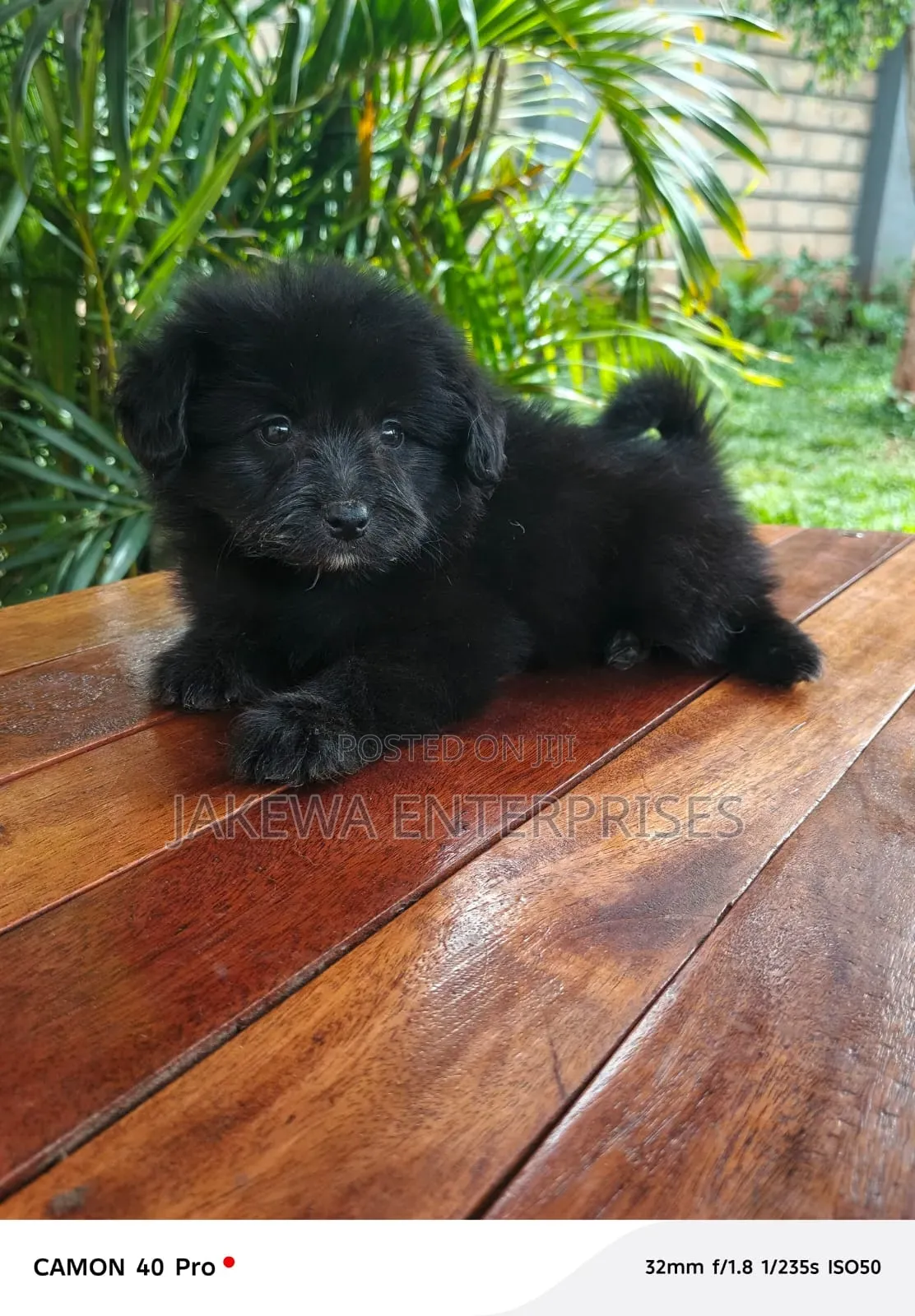 1-3 months Male Purebred Havanese