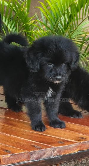 1-3 months Male Purebred Havanese - thumbnail 2
