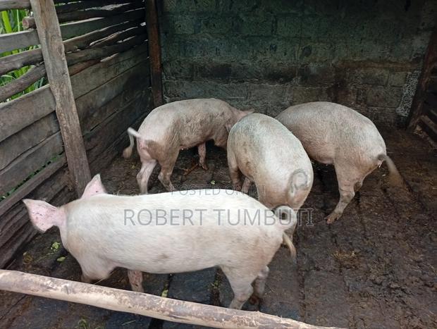 Large White Pigs - main view