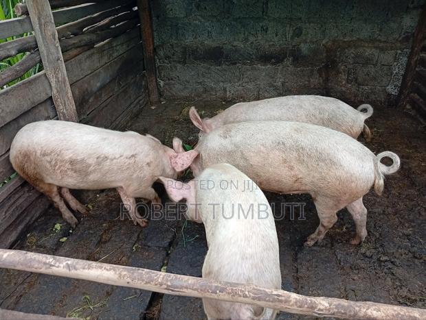 Large White Pigs - thumbnail 2