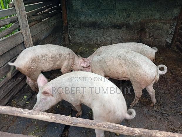 Large White Pigs - thumbnail 3