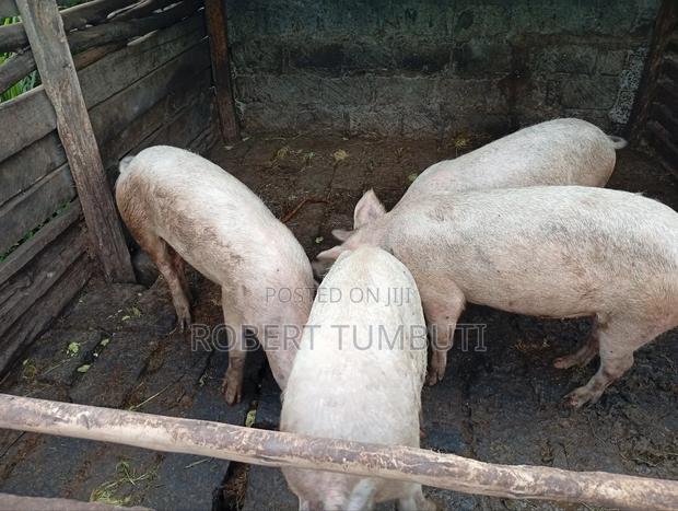 Large White Pigs - thumbnail 4