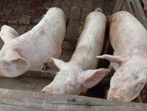 Large White Pigs - thumbnail 5